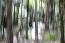 Kauriwald (NZ, 2009)